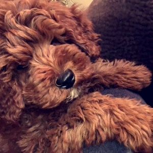 Meet your Posher, Gracie